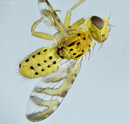 Réf. 305 492 : Chaetorellia jaceae
